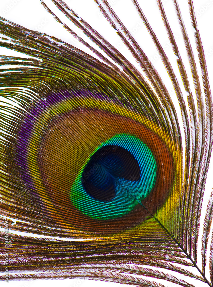 Obraz premium Beautiful exotic peacock feathers on white background