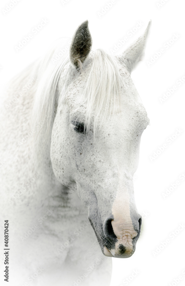 Naklejka premium biały koń