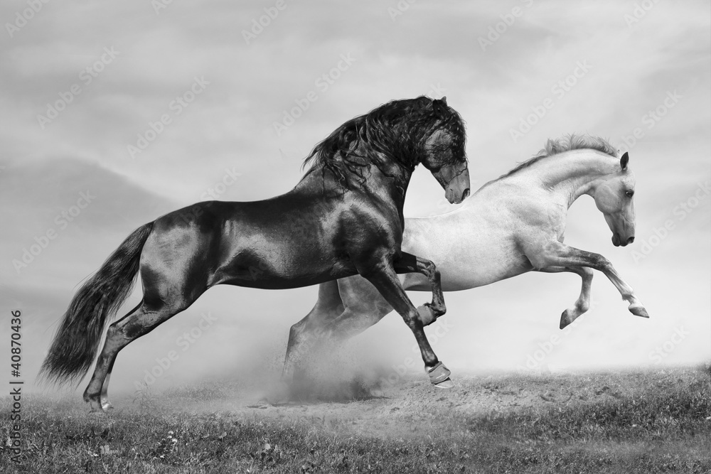 Fototapeta premium horses run