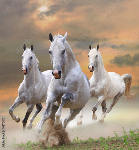 white horses in dust #40870441