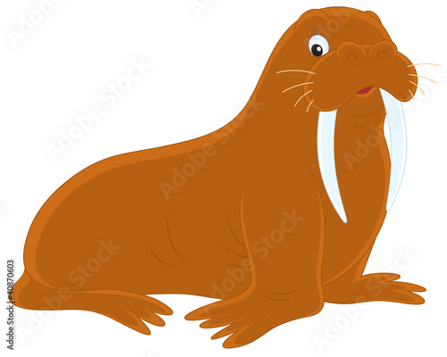 Walrus
