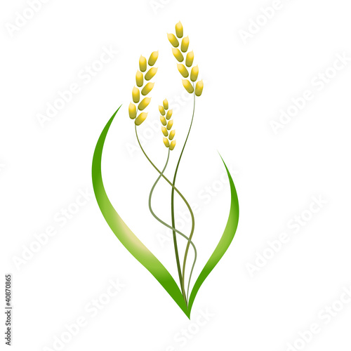rice plant,barley