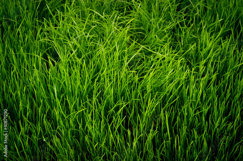 Green grass pattern