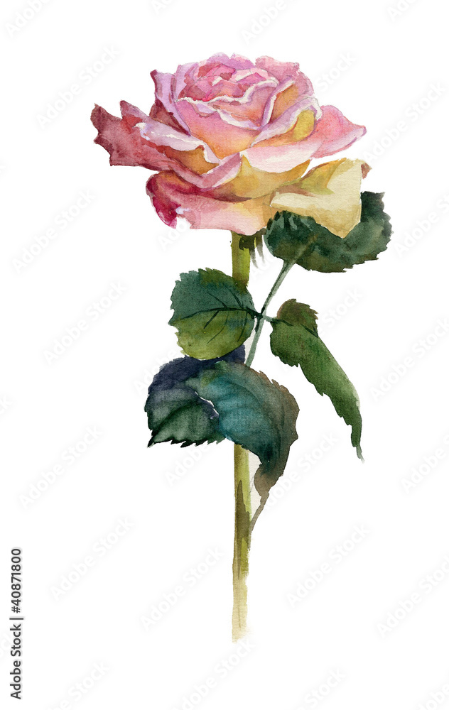 Obraz premium Pink rose