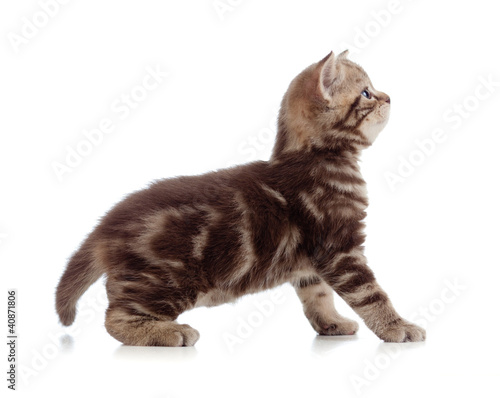 British kitten profile side view