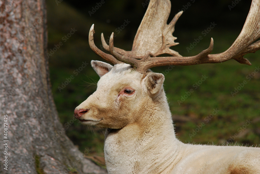 Fototapeta premium white deer in the forest