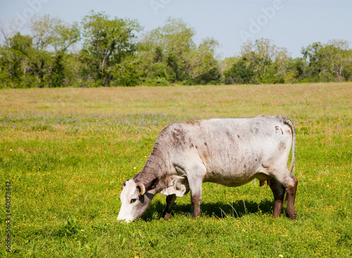 White cow grazing