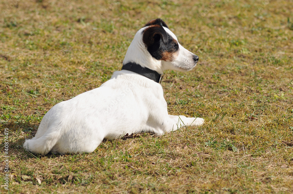 chien d'agility