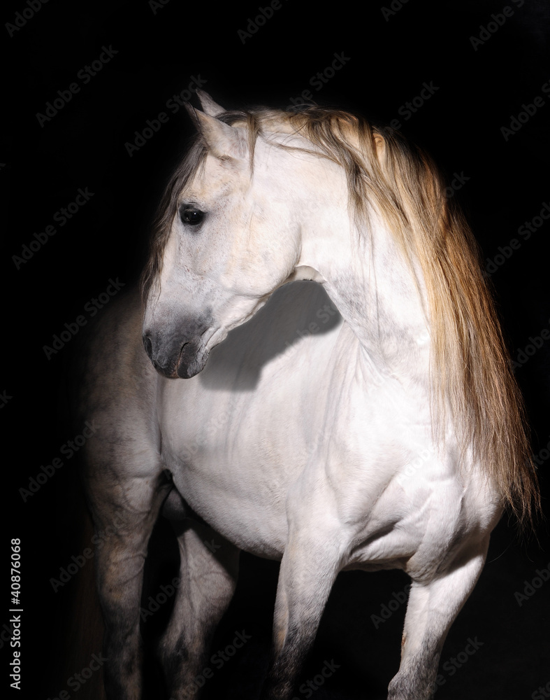 Naklejka premium white andalusian horse on black