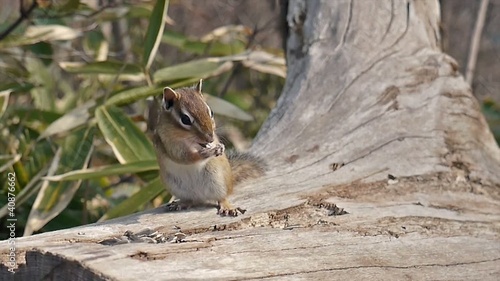 近づいてくるエゾシマリス