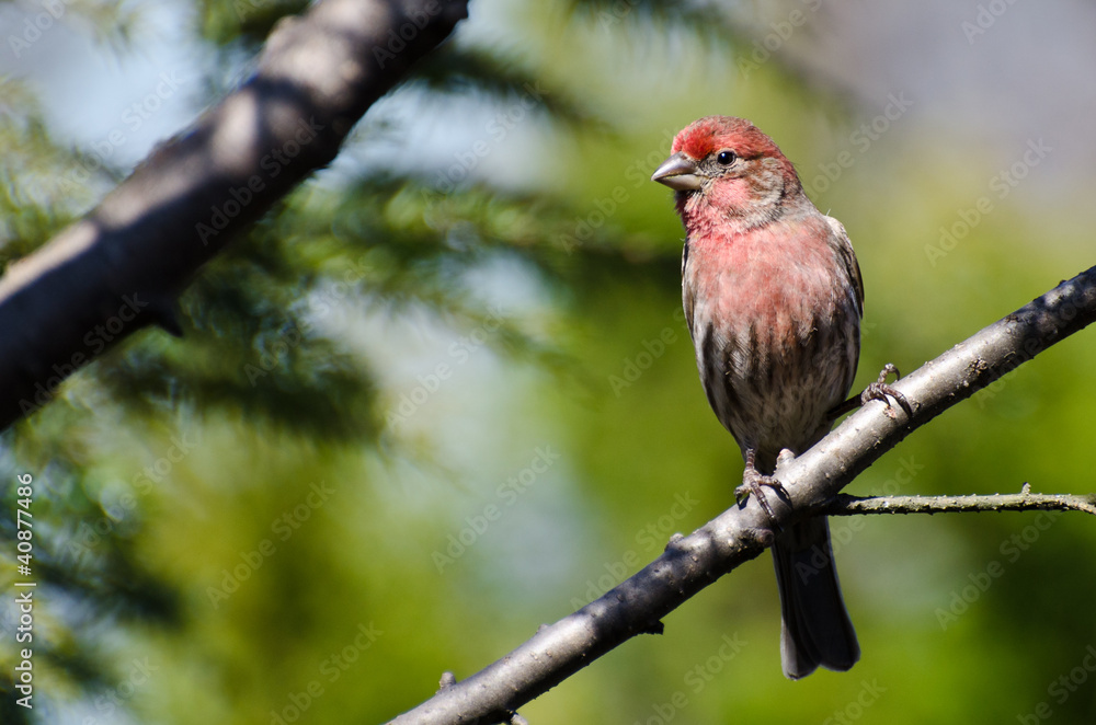 Male House Finch Perched on a Branch Male House Finch Perched on a Branch