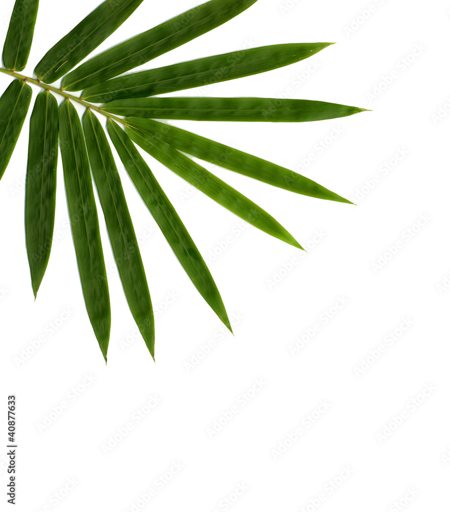bamboo isolated on white background bamboo isolated on white background