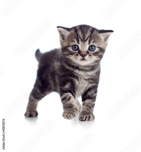 baby Scottish british kitten isolated on white background