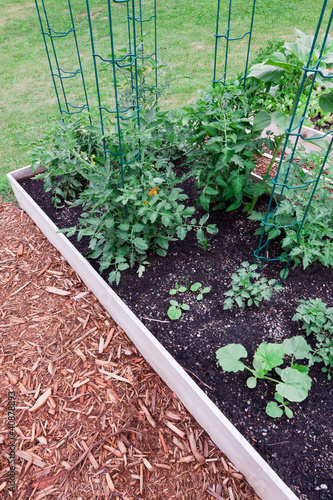 Raised Garden Tomatoes