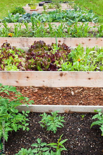 Raised Vegetable Gardens