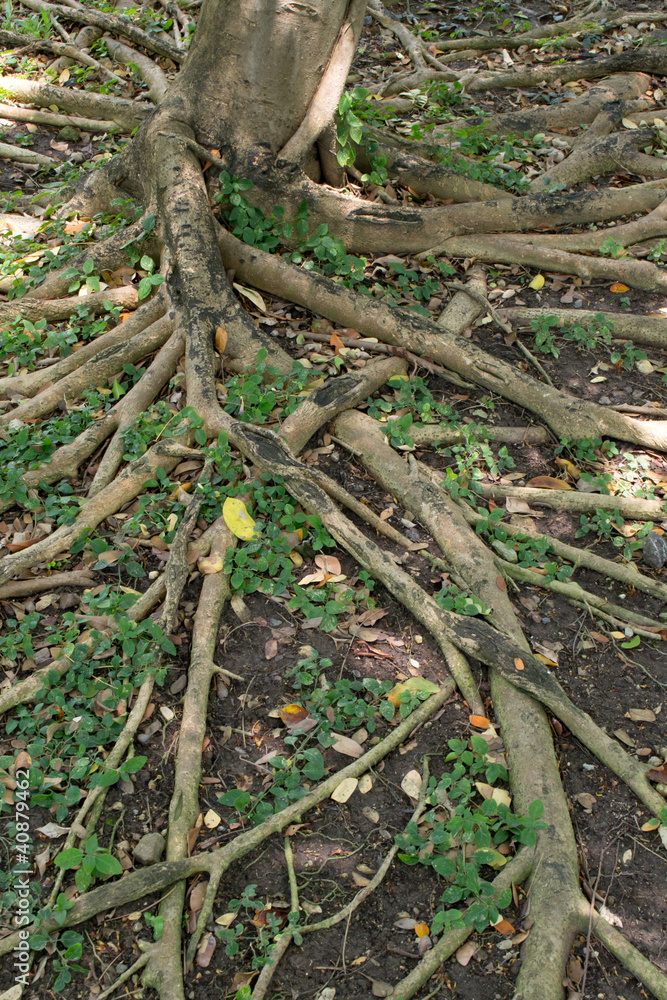 tree roots background tree roots background