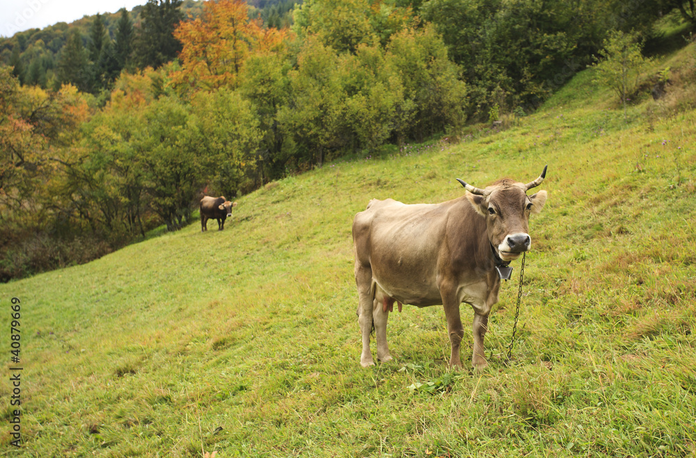Cows on a hill Cows on a hill