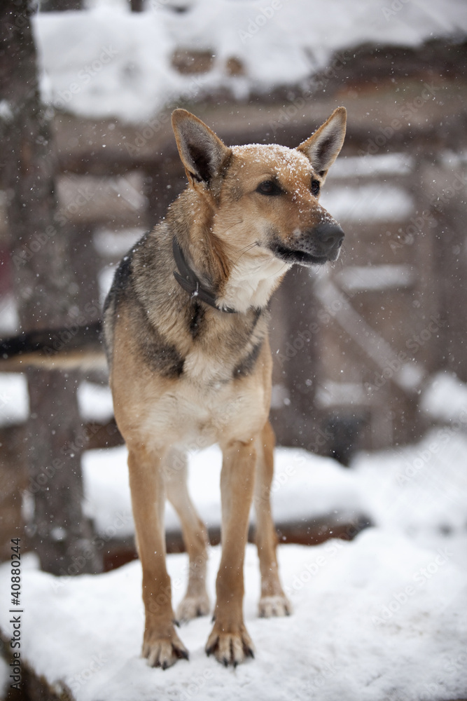 Shepherd dog under the snow in dog shelter. Shepherd dog under the snow in dog shelter.