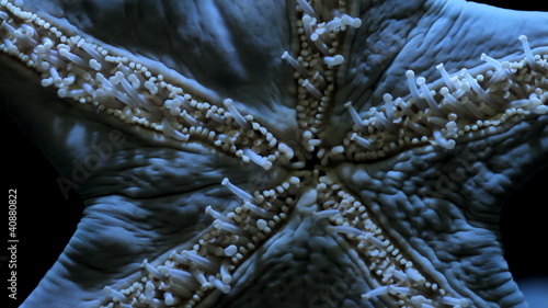starfish seawater