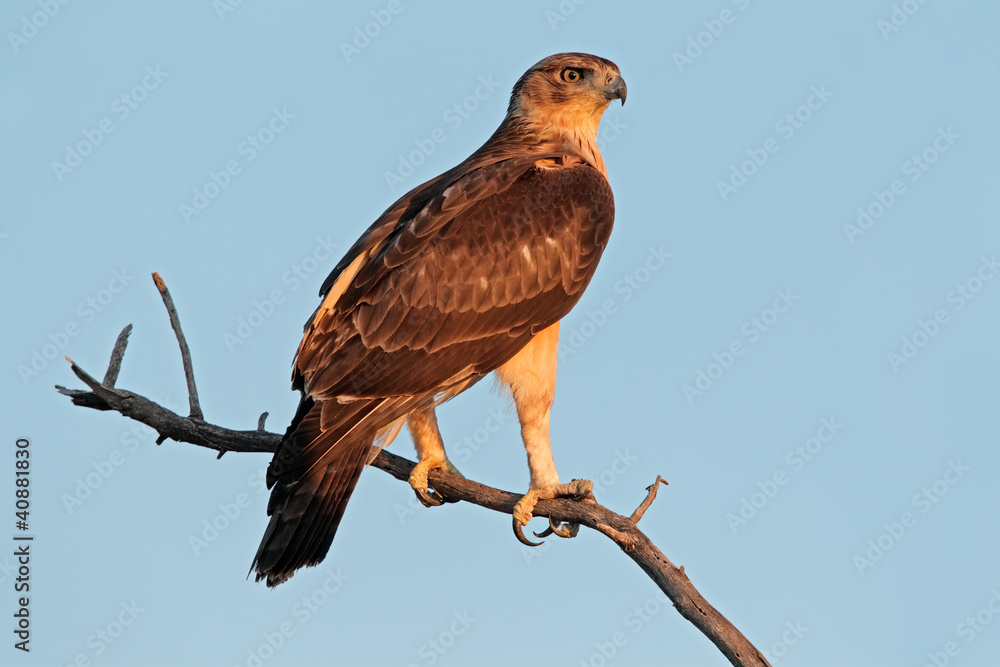Immature African hawk eagle (Aquila spilogaster) Immature African hawk eagle (Aquila spilogaster)