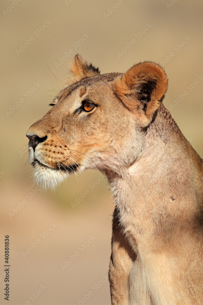 Fototapeta premium Alert lioness