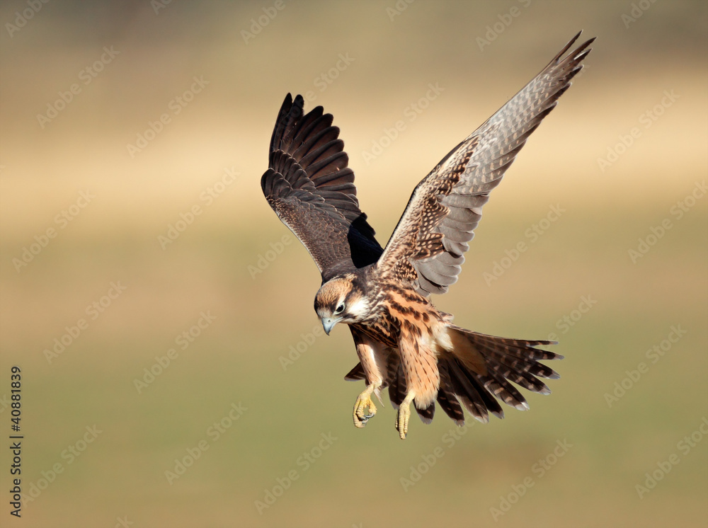 Naklejka premium Lanner falcon landing