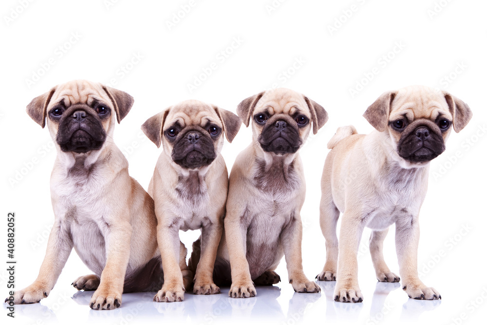 four mops puppy dogs four mops puppy dogs