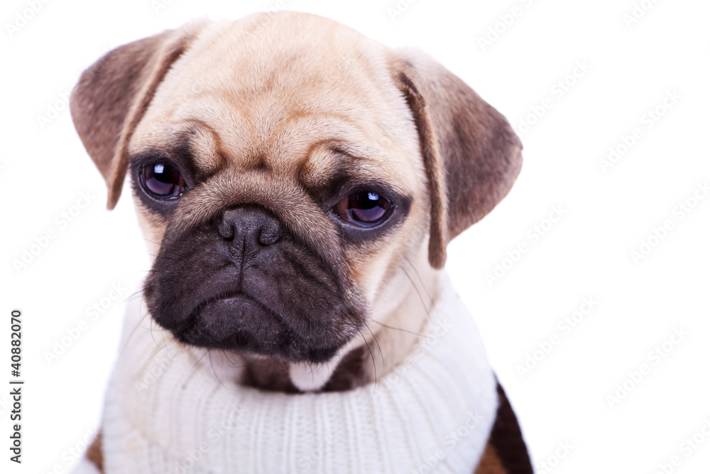 cute and sad sad pug puppy dog isolated on white
