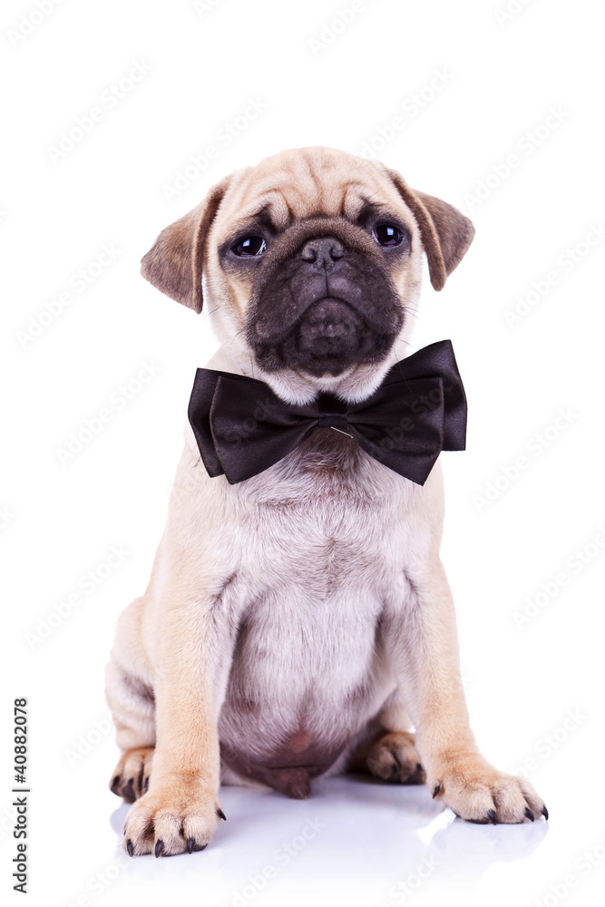 cute mops puppy dog with neck bow
