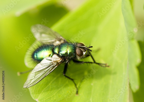 Greenbottle on green leaf © nikonbhoy