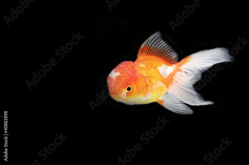 Gold fish © wanchai