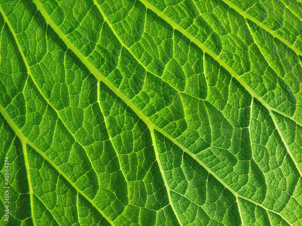 leaf surface leaf surface