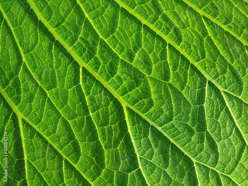 leaf surface