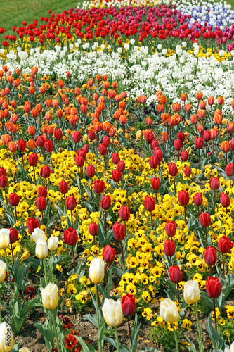 Fototapeta Naklejka Na Ścianę i Meble -  Blumenmeer