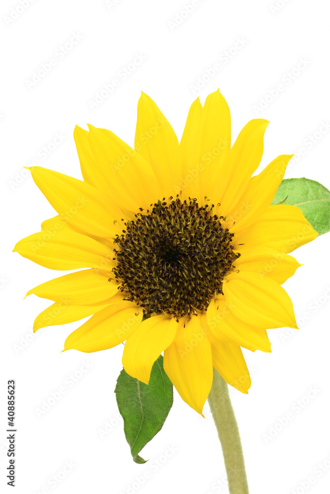 Fototapeta premium sunflower