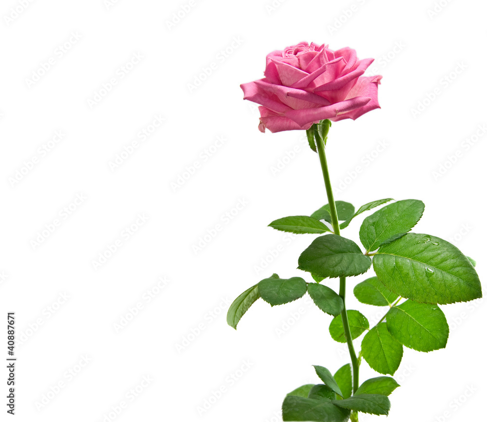 Pink rose on the white Pink rose on the white