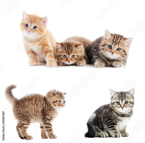 set of British Shorthair kittens