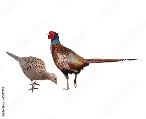 Common Pheasant female and male, isolated on white