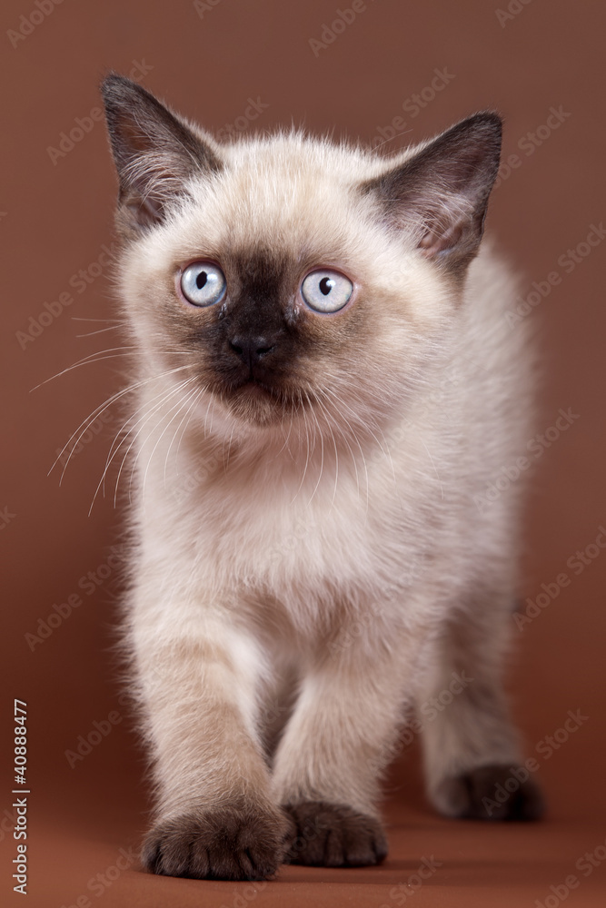 Fototapeta premium British kitten on brown background