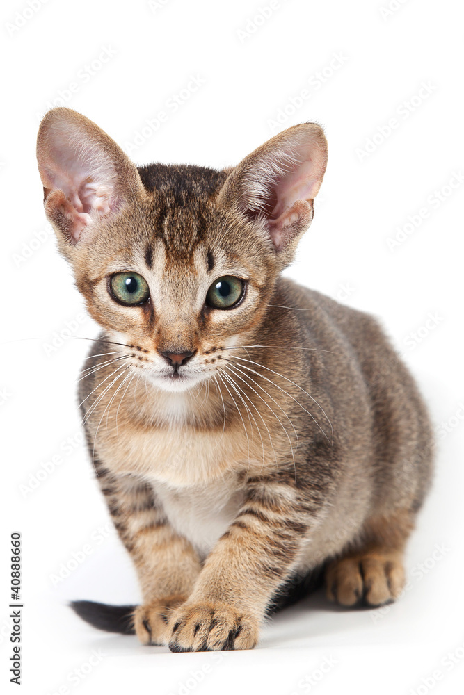 Fototapeta premium Abyssinian kitten on white background