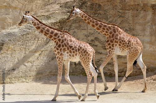 Two giraffes  Giraffa camelopardalis  walking in single file