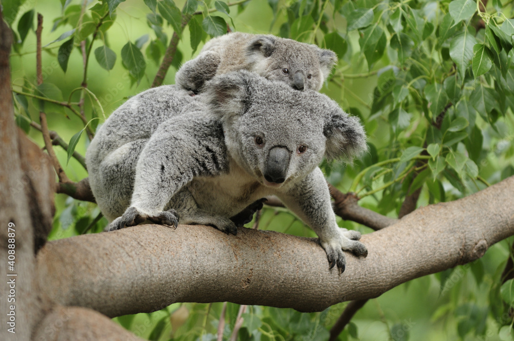 Obraz premium Koala mama dziecko
