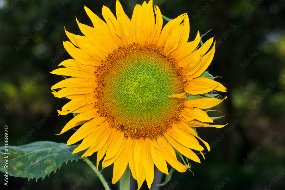 Fototapeta premium flower