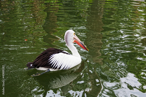 big black-and-white pelican floats on water