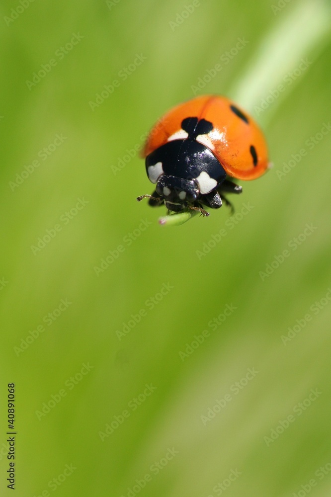 Marienkäfer auf Blumenstengel