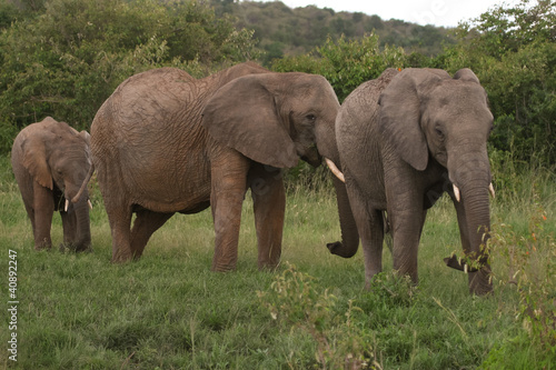Elephants family crossing grassland, Masai Mara, Kenya