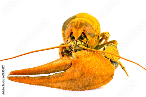 lobster on a white