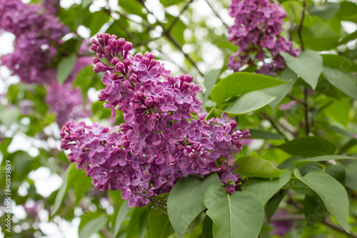 Branches of the lilac