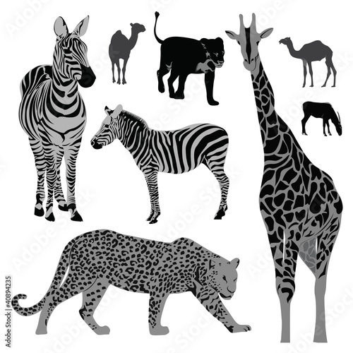 Vector illustration set  wild animals .Africa