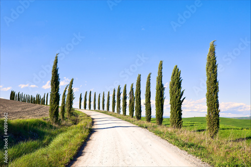 Tuscany  Cypress Trees white road landscape  Italy  Europe.